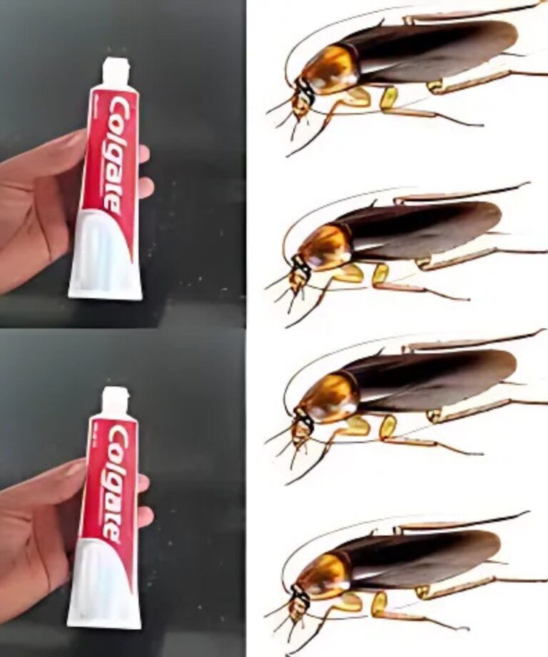 Como eliminar formigas e ácaros da sua casa para sempre com o truque da pasta de dentes: é o mais poderoso e aplica-se assim