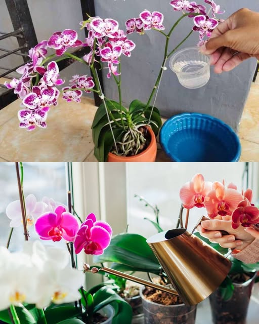 SE DESEJA UMA ORQUÍDEA VIGOROSA COM MUITAS FOLHAS BRILHANTES, REGUE-A COM ESTA SOLUÇÃO