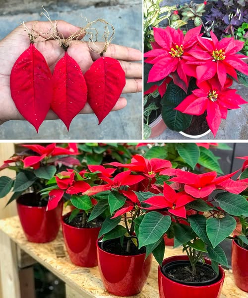 Métodos de propagação de Euphorbia pulcherrima a partir de pétalas de flores 🌺