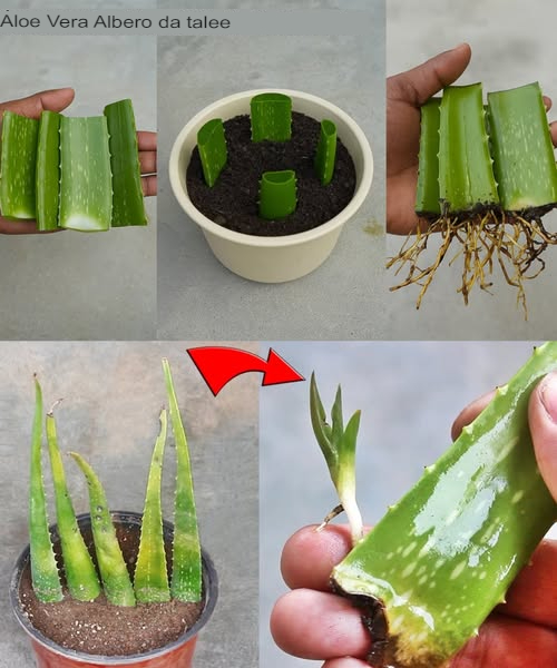 planta de aloé vera a partir de estacas de folhas, faz maravilhas... sempre. em 2 passos simples!