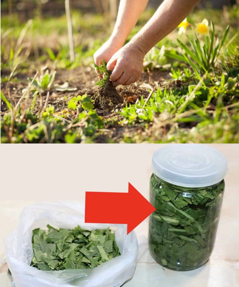 Esta FOLHA está a crescer como uma erva daninha no meu jardim e não a noto há anos