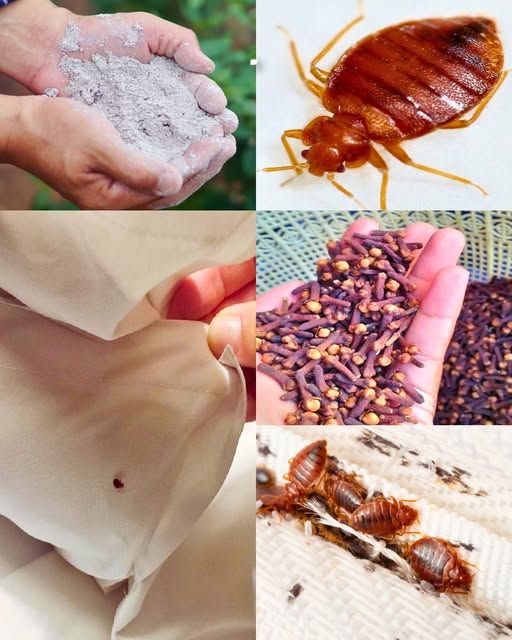 O truque para manter os mosquitos, percevejos e baratas afastados