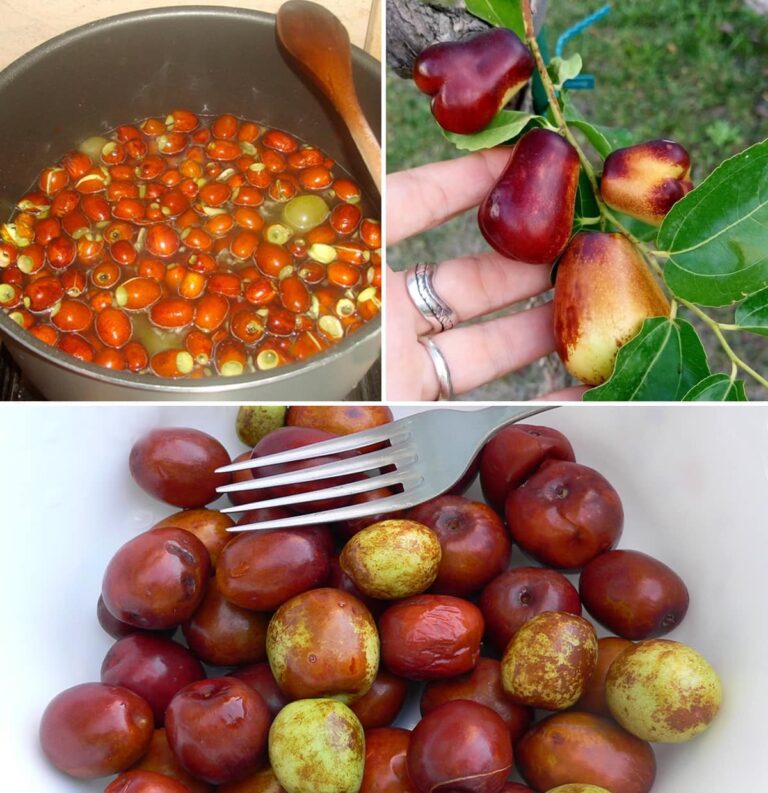 Jujubas: Qual o seu sabor, como consumi-las e todos os seus benefícios