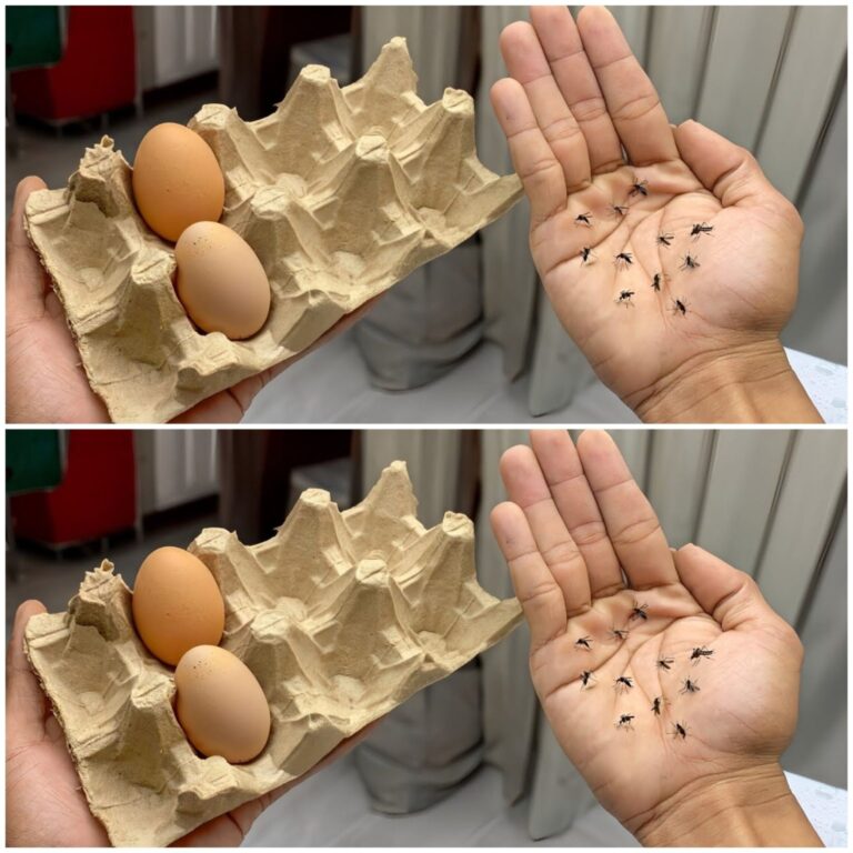 Revelar o segredo: aproveitar a magia dos pontos negros e das caixas de ovos para criar um repelente de mosquitos