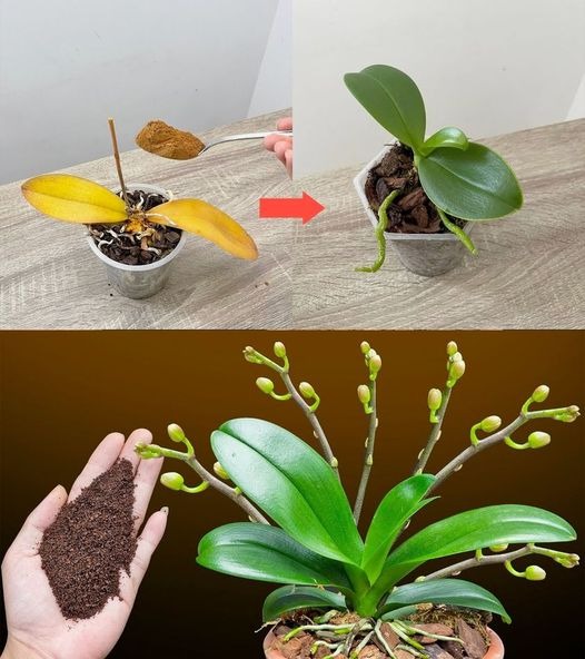 Basta uma colher de chá e de repente a orquídea floresce milagrosamente com muitas flores.