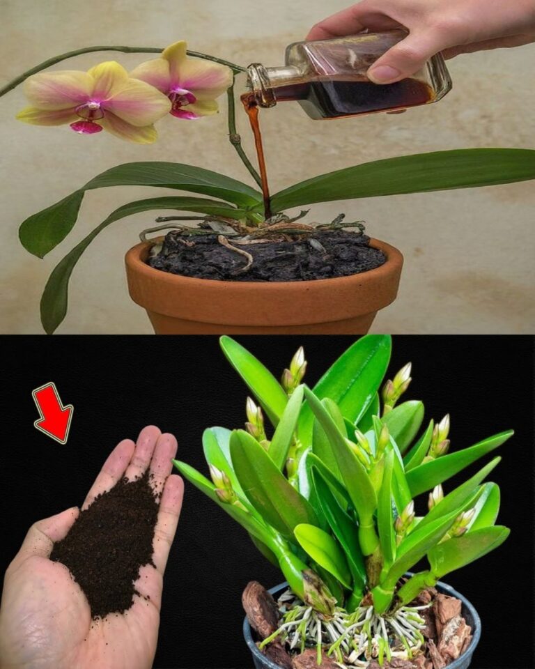 Basta uma colher de chá e de repente a orquídea floresce milagrosamente com muitas flores