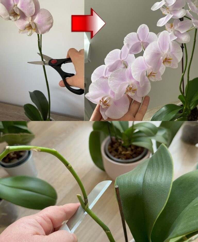 Flores e raízes abundantes da orquídea se realizar este procedimento uma vez por mês