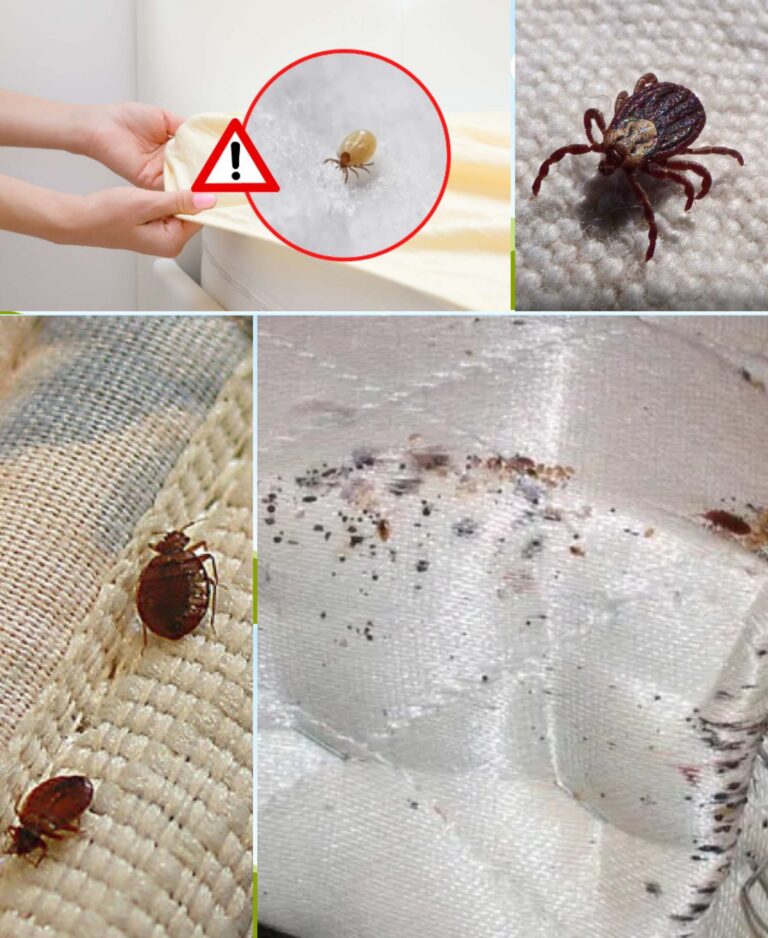 Como se livrar dos ácaros escondidos em caixas de areia para gatos