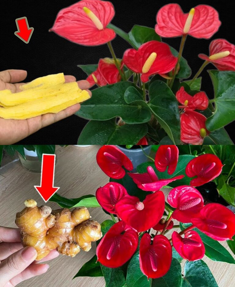 Antúrio, com este movimento a sua planta florescerá continuamente durante todo o ano