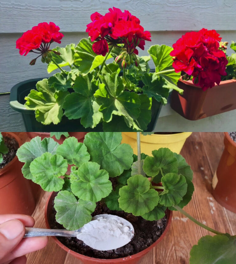 Veja como ter gerânios em flor: é preciso regá-los para que estejam sempre viçosos